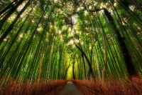 /album/forex-motivacia/forex-motivacia-17-jpg/